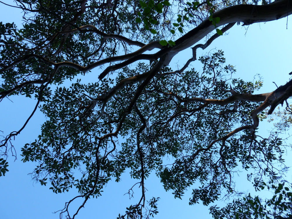 Arbutus tree, BC